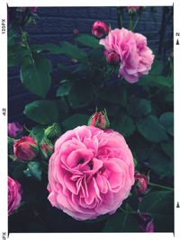 Close-up of pink rose