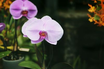 Close-up of pink flowering plant