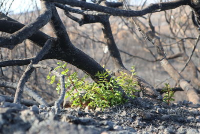 Close-up of tree growing after bush fire on field