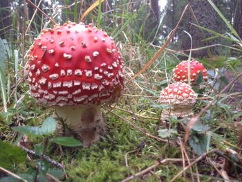 Close-up of mushroom growing in forest