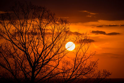 Silhouette bare tree against orange sky