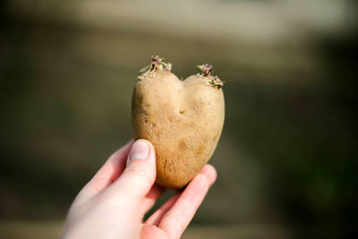 Close-up of hand holding fruit