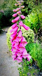 Close-up of pink flowers