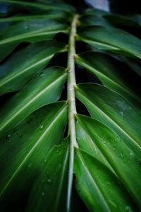 Full frame shot of wet leaves