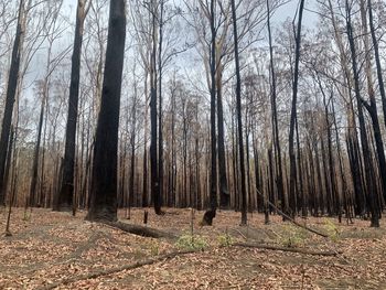 Bare trees in forest