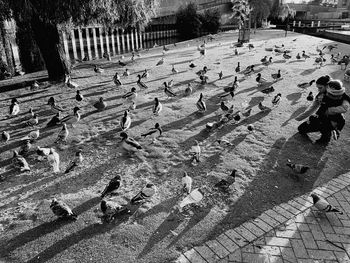 High angle view of birds on street