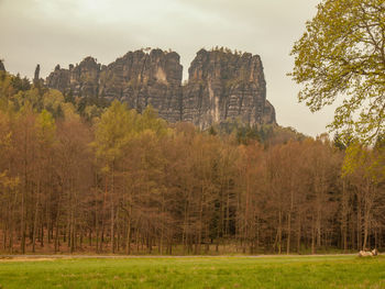 Schrammsteine and forests. popular climbers resort. deep cracks in rocks donne by rain erosion.