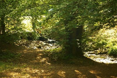 Trees in forest