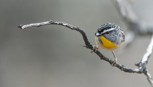 Close-up of bird perching on stick