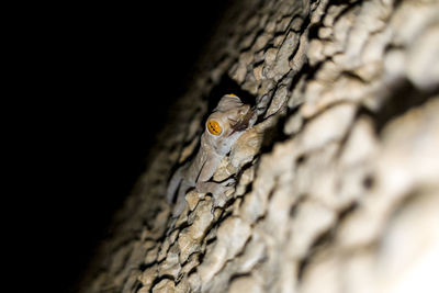 Close-up of lizard on tree trunk