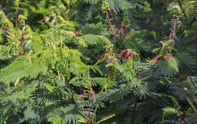 Full frame shot of tree branch