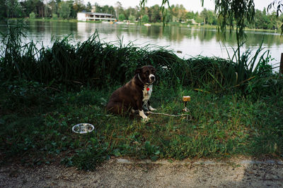 Dog sitting by lake