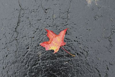 High angle view of butterfly on red leaf