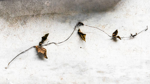 Close-up of dry leaves hanging on wall