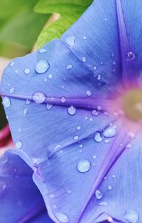 Close-up of raindrops on purple flower