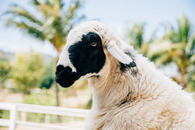 Close-up of sheep