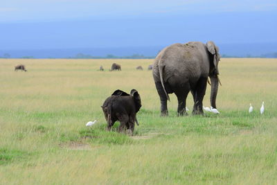 Horse grazing on grassy field