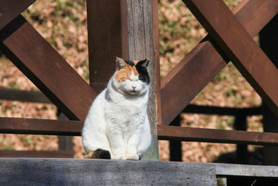 Cat looking away