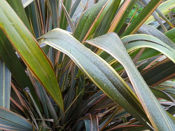 High angle view of bamboo plants on field