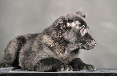 Close-up of a dog looking away