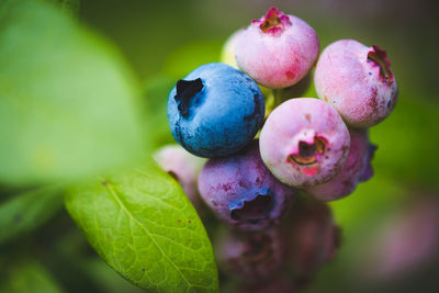 Close-up of fruits growing on plant