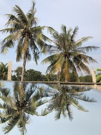 Palm trees against sky