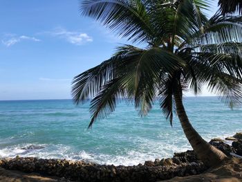 Palm tree by sea against sky