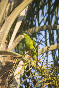 Close-up of bird perching on tree