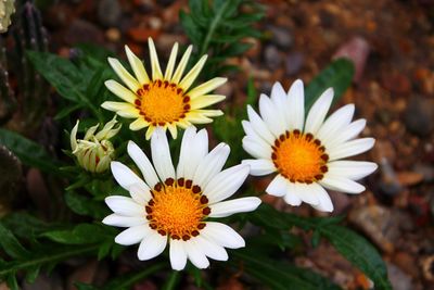 High angle view of white daisy flowers