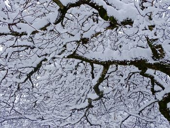 Low angle view of tree against sky