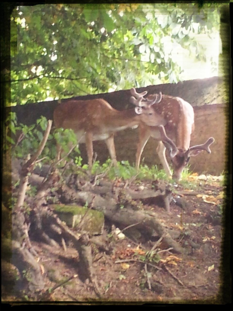 animal themes, mammal, one animal, domestic animals, transfer print, auto post production filter, wildlife, animals in the wild, plant, full length, tree, zoology, livestock, nature, two animals, no people, side view, day, standing, growth