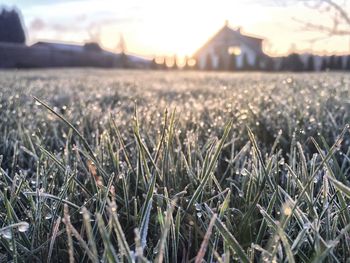 Frosted grass on field during sunrise