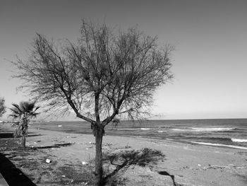 Tree on beach against sky