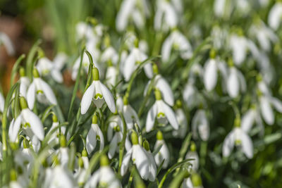 Macro photography of sun lid,grouped snowdrop, galanthus, flowers in the early spring