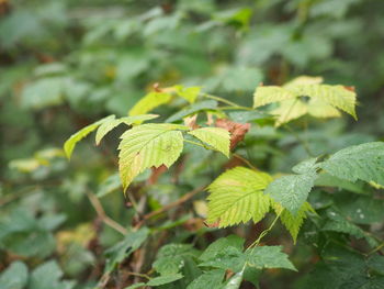 Close-up of leaves growing on land