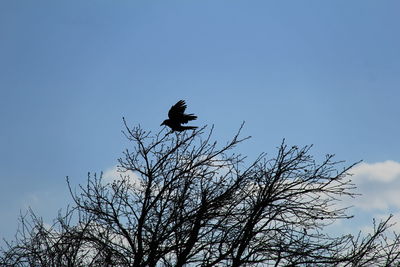 Low angle view of silhouette bird flying against sky