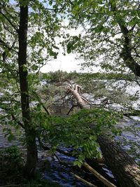 Low angle view of trees in forest