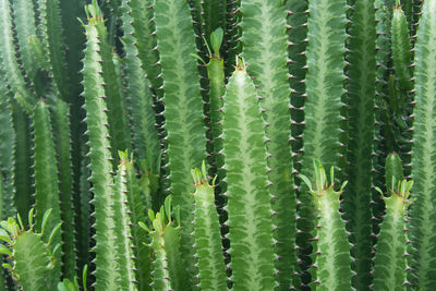 Full frame shot of succulent plants