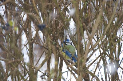 Bird perching on a tree