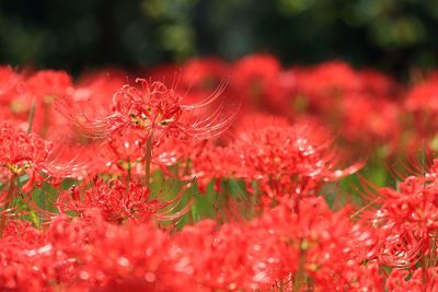 Close-up of red flowers