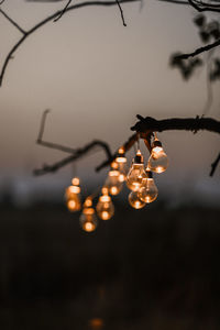 Low angle view of illuminated light bulbs hanging from ceiling