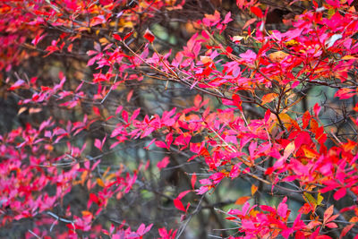 Close-up of red flowering plant