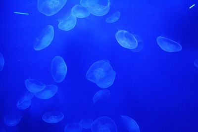 Close-up of jellyfish against blue background