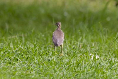 Close-up of bird on grassy field