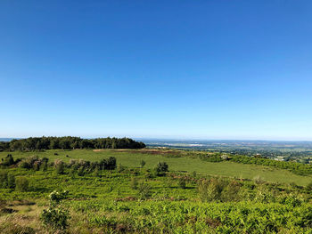 Scenic view of field against clear blue sky