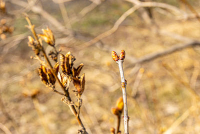 Close-up of wilted plant on field