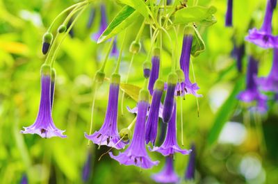 Close-up of purple flowers hanging on plant