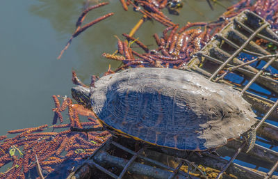 Close-up of turtle