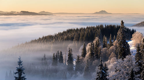 Scenic view of forest at sunset