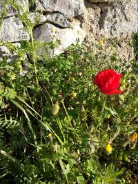 Close-up of red rose growing on plant